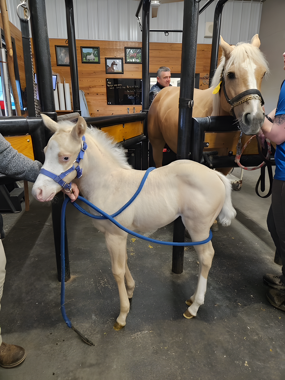 Horsemanship Instruction