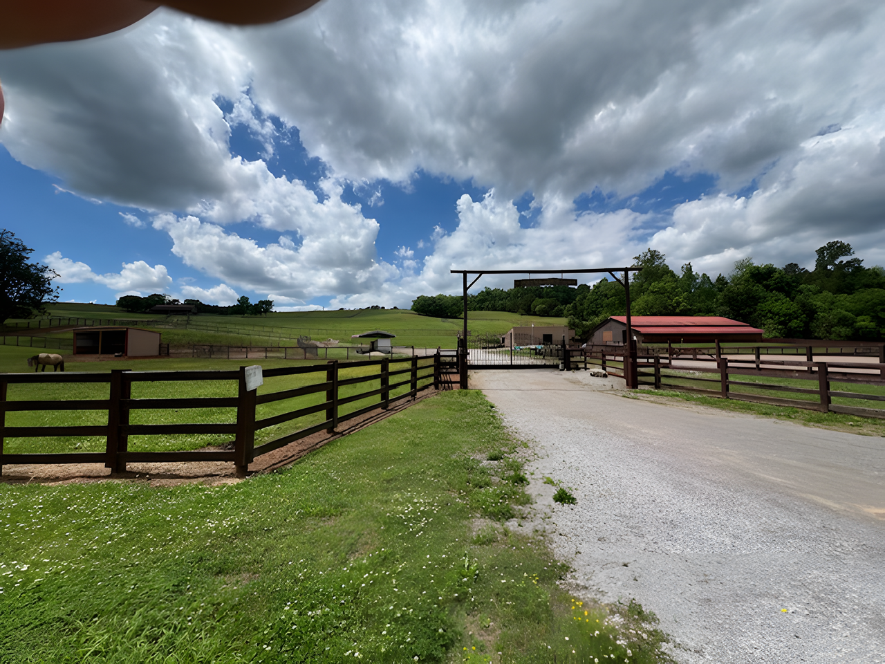 Horse Sales